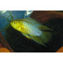 Apistogramma Borelli Yellow Head