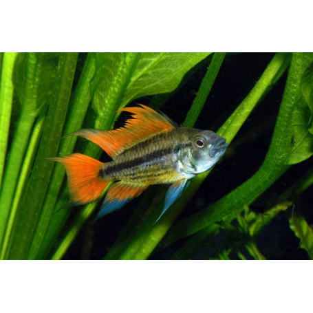 Apistogramma Cacatuoides