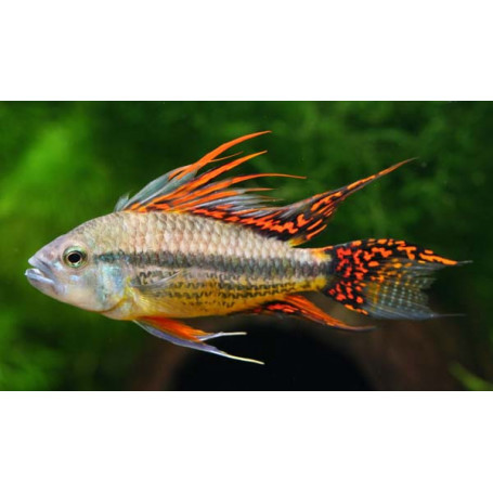 Apistogramma Cacatuoides Double Red