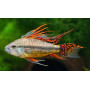 Apistogramma Cacatuoides Double Red