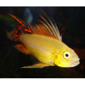 Apistogramma Cacatuoides Gold Red Apistogramma Cacatuoides Gold Red
