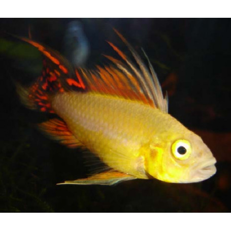 Apistogramma Cacatuoides Gold Red