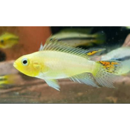 Apistogramma Cacatuoides Gold