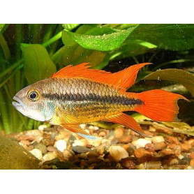 Apistogramma Cacatuoides Orange Apistogramma Cacatuoides Orange