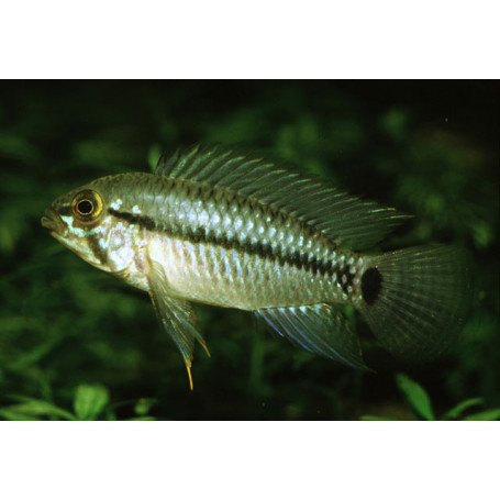Apistogramma Caetei