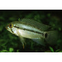 Apistogramma Caetei