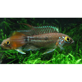 Apistogramma Cruzi Apistogramma Cruzi
