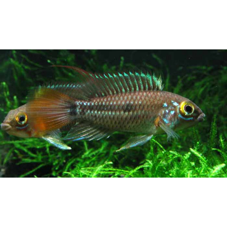 Apistogramma Cruzi