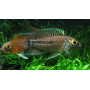 Apistogramma Cruzi