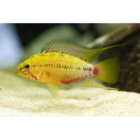 Apistogramma Hongsloi I Red-Gold Apistogramma Hongsloi I Red-Gold