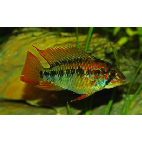 Apistogramma Macmasteri
