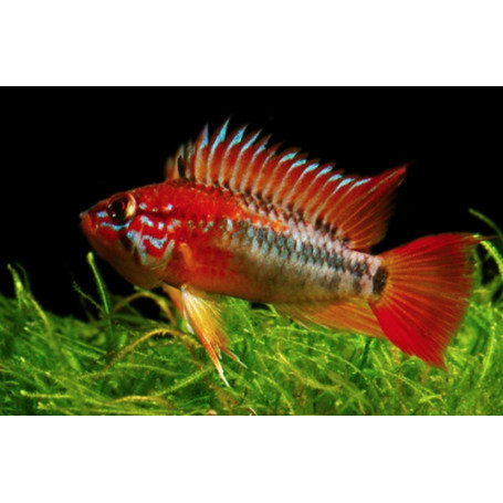 Apistogramma Macmasteri Red Mask
