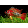 Apistogramma Macmasteri Red Mask
