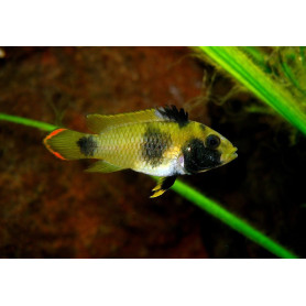 Apistogramma Nijsseni Apistogramma Nijsseni