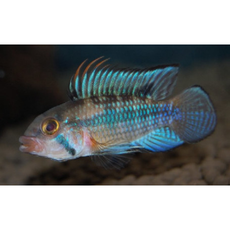 Apistogramma Norberti