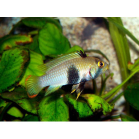 Apistogramma Pandourini Apistogramma Pandourini