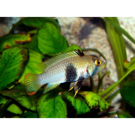 Apistogramma Pandourini