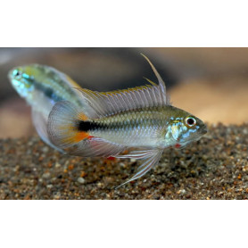 Apistogramma SP Mamore Apistogramma SP Mamore