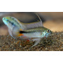 Apistogramma SP Mamore