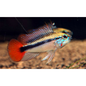 Apistogramma SP Mamore Red Apistogramma SP Mamore Red