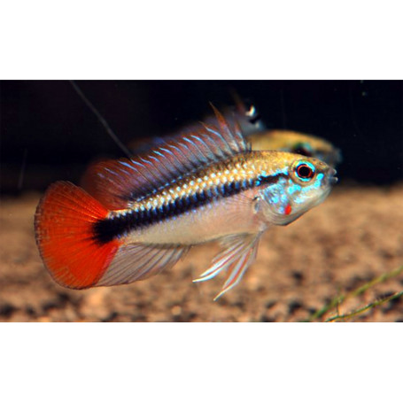Apistogramma SP Mamore Red