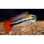 Apistogramma SP Mamore Red