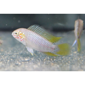 Apistogramma SP Opal Apistogramma SP Opal