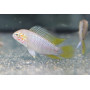 Apistogramma SP Opal