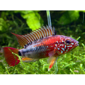 Apistogramma SP Viejita Apistogramma SP Viejita