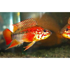 Apistogramma SP Viejita II Apistogramma SP Viejita II