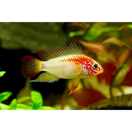 Apistogramma SP Viejita Gold