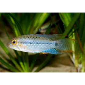 Apistogramma Steindachneri Apistogramma Steindachneri
