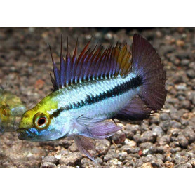 Apistogramma Trifasciatum Apistogramma Trifasciatum