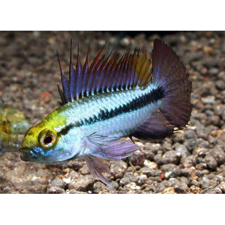Apistogramma Trifasciatum