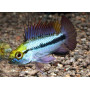 Apistogramma Trifasciatum
