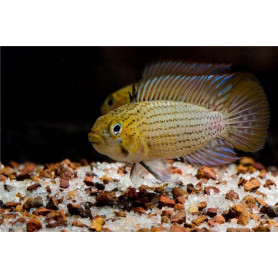 Apistogramma Tucurui Apistogramma Tucurui