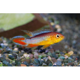 Apistogramma Agassizii Fire Red Apistogramma Agassizii Fire Red