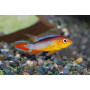 Apistogramma Agassizii Fire Red