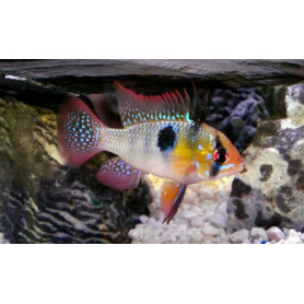 Mikrogeophagus Ramirezi Mikrogeophagus Ramirezi