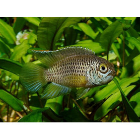 Nannacara Anomala Nannacara Anomala
