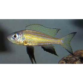 Aulonocranus dewindti Aulonocranus dewindti