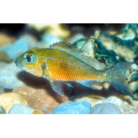 Callochromis	macrops Callochromis	macrops