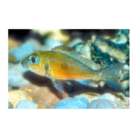Callochromis	macrops