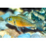 Callochromis	macrops
