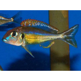 Callochromis	pleurospilus utinta Callochromis	pleurospilus utinta