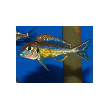Callochromis	pleurospilus utinta