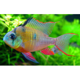 Papiliochromis Altispinosa Papiliochromis Altispinosa