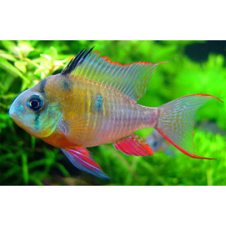 Papiliochromis Altispinosa