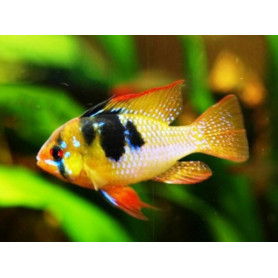 Papiliochromis Ramirezi Asia Papiliochromis Ramirezi Asia