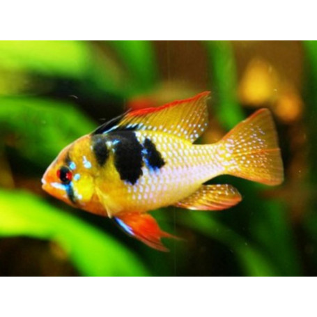 Papiliochromis Ramirezi Asia